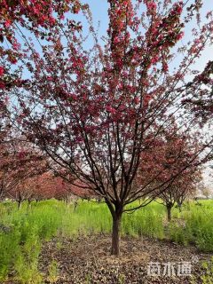 17公分垂丝海棠