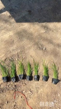 高度100厘米荻草