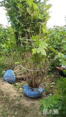 高度80厘米天目琼花