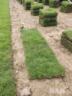 草块状马尼拉草