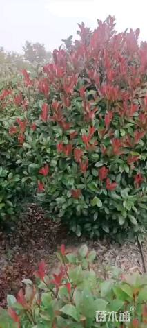 冠幅200厘米红叶石楠球