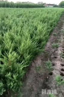 高度30厘米桧柏