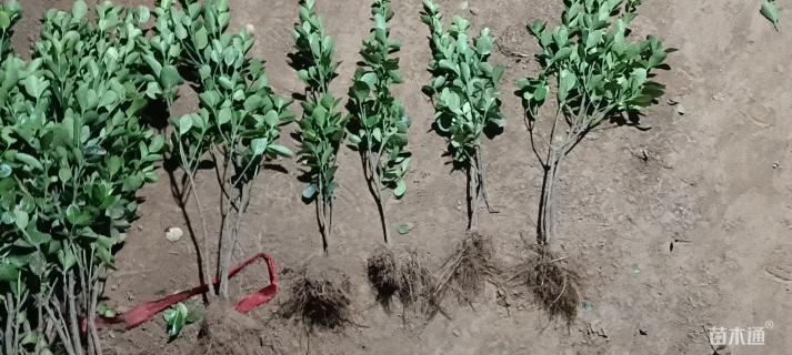 高度40厘米北海道黄杨小苗