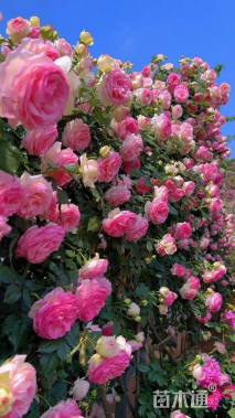 高度50厘米月季