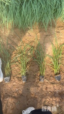 高度70厘米巴茅