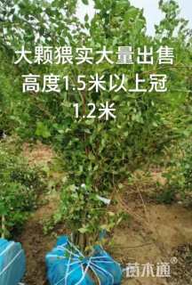 高度150厘米猥实