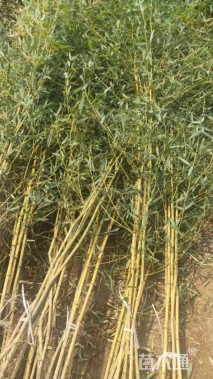 地栽苗金镶玉竹