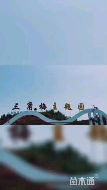 高度400厘米红花三角梅