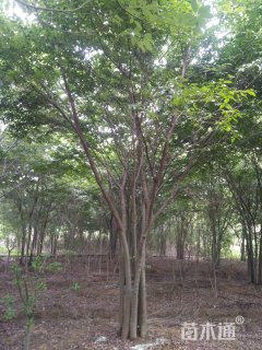 12公分丛生榉树