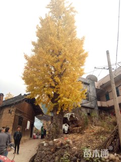 银杏