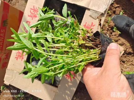 高度15厘米千屈菜