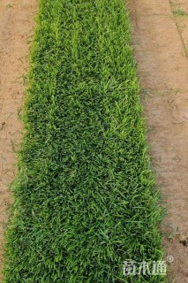 草卷状草皮