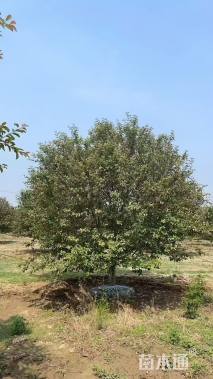 23公分亚当海棠