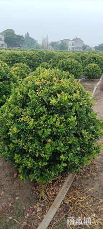 冠幅100厘米金森女贞球