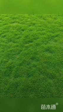 草块状马尼拉草