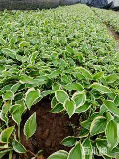 高度10厘米金边玉簪