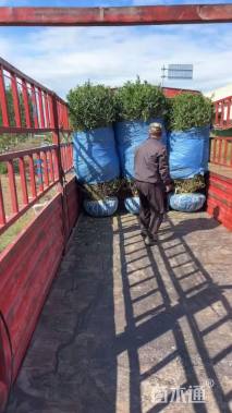 高度150厘米水腊球