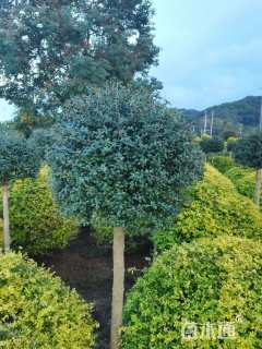 高度150厘米川滇蜡树