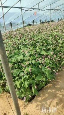 高度30厘米红蓼