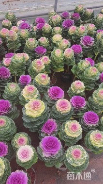 高度30厘米羽衣甘蓝