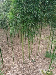 2公分雷竹