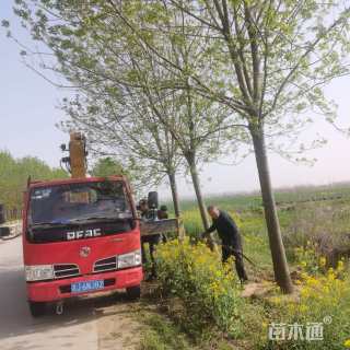 18公分白蜡