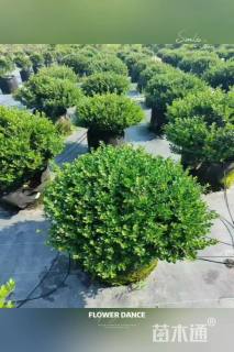 2公分造型川滇蜡树