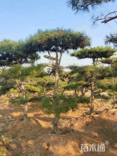 10公分造型油松