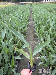 高度30厘米水生美人蕉