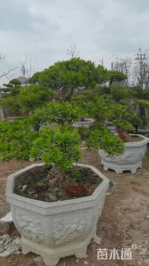 容器苗造型罗汉松