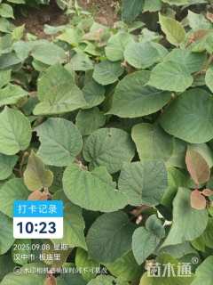 主蔓长50厘米猕猴桃