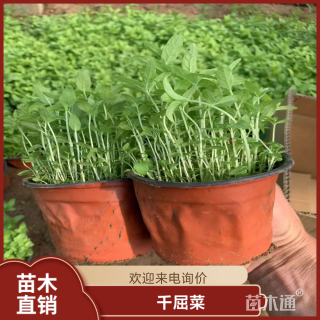 高度25厘米千屈菜