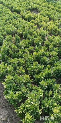 高度30厘米瓜子黄杨小苗