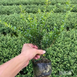 高度30厘米龟甲冬青小苗
