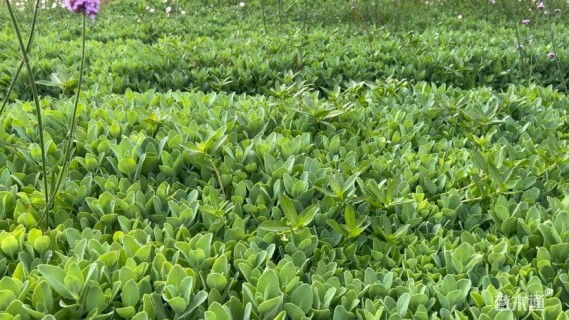 高度10厘米八宝景天