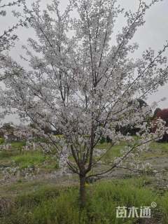 12公分染井吉野