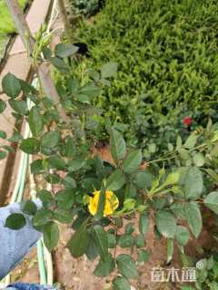 高度30厘米月季