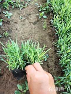 高度10厘米地被石竹