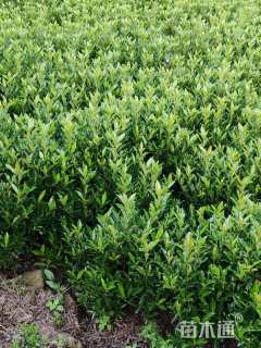 高度150厘米法国冬青