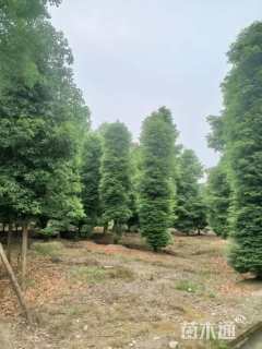 30公分金丝楠木