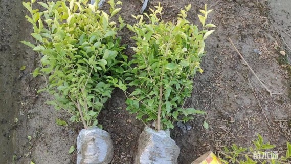 高度50厘米金禾女贞