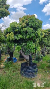 10公分荔枝树