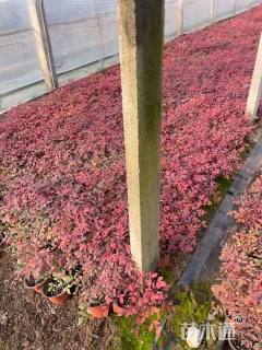 高度25厘米南天竹