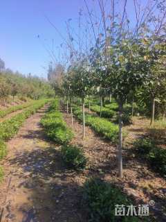 6公分染井吉野樱