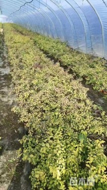 高度20厘米菱叶绣线菊