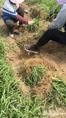 高度20厘米大花萱草