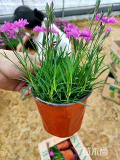 高度10厘米欧石竹
