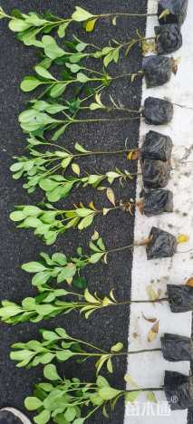 高度40厘米海桐