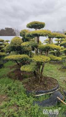 10公分造型亮晶女贞