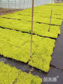 高度9厘米佛甲草